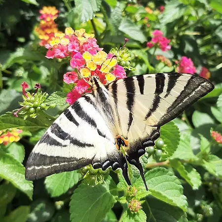 فندق مبيت وإفطار Cyrnea - Adults Only *