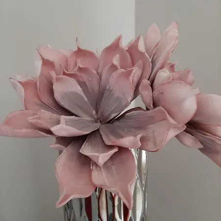 Cyrnea - Adults Only