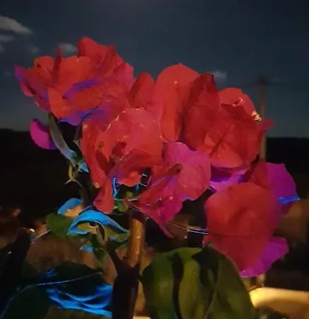 فندق مبيت وإفطار Cyrnea - Adults Only