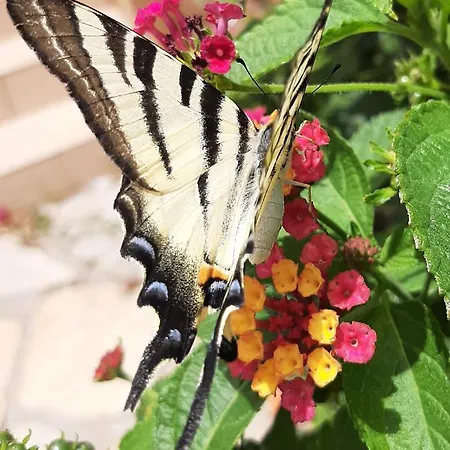 Bed & Breakfast Cyrnea - Adults Only Porto-Vecchio (Corsica)