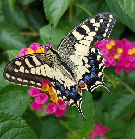 Cyrnea - Adults Only Bed & Breakfast