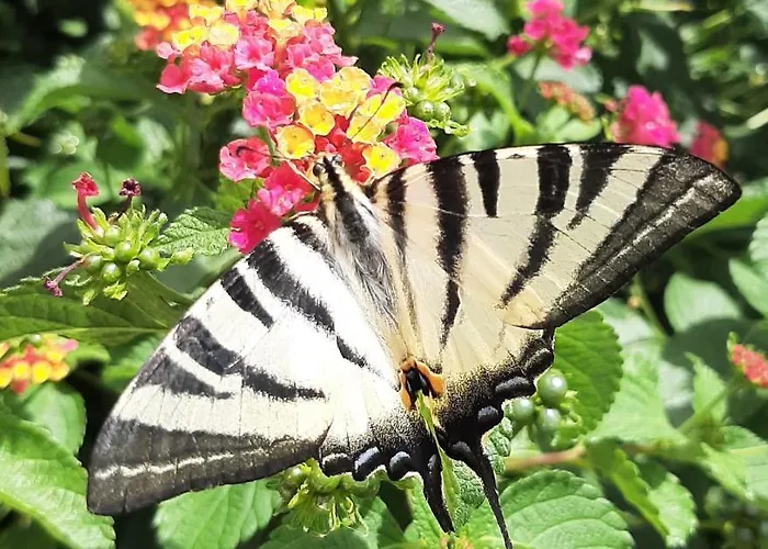 Frühstückspension Cyrnea - Adults Only *