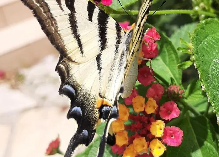 Frühstückspension Cyrnea - Adults Only Porto-Vecchio (Corsica)