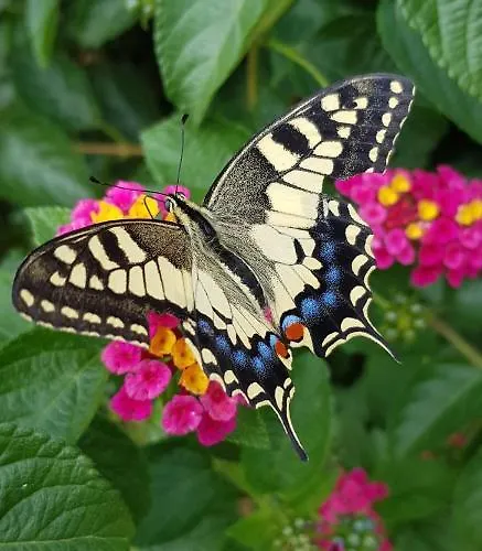 Cyrnea - Adults Only Frühstückspension